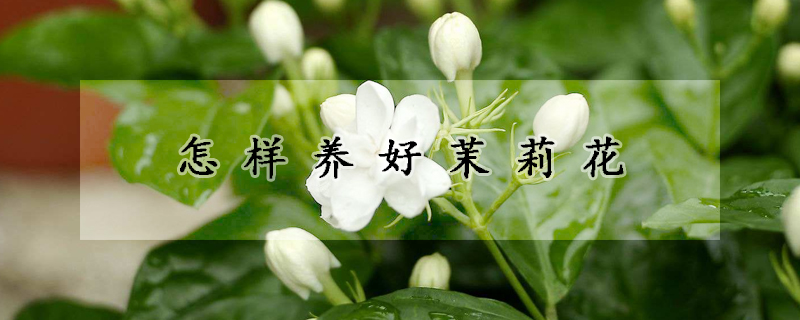 怎样养好茉莉花