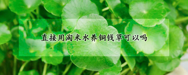 直接用淘米水养铜钱草可以吗