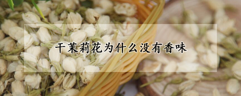 干茉莉花为什么没有香味