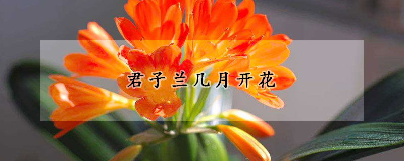 君子兰几月开花