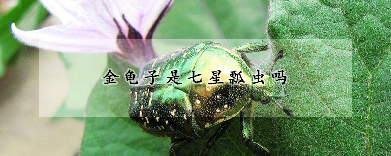 金龟子是七星瓢虫吗