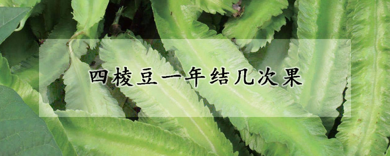 四棱豆一年结几次果