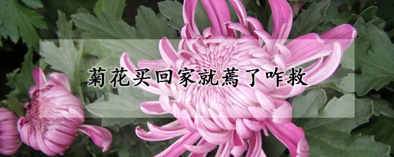 菊花买回家就蔫了咋救