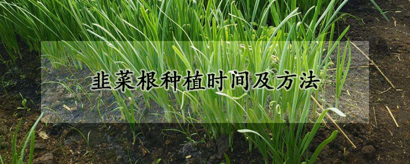 韭菜根种植时间及方法