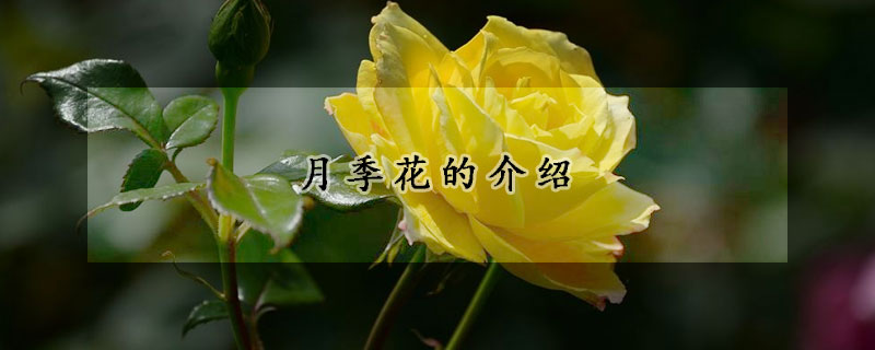 月季花的介绍