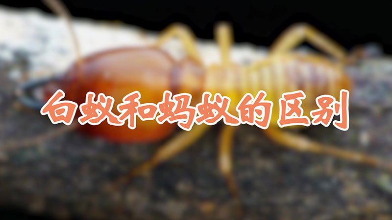 白蚁和蚂蚁的区别