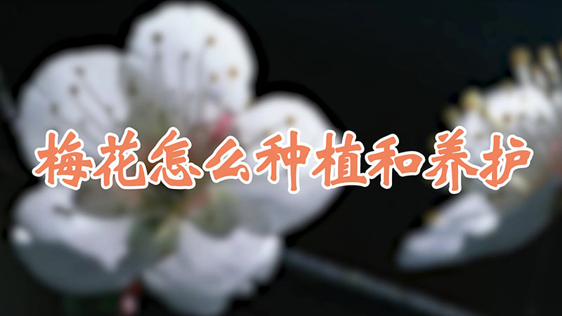 梅花怎么种植和养护