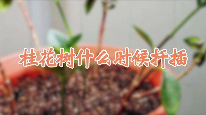 桂花树什么时候扦插