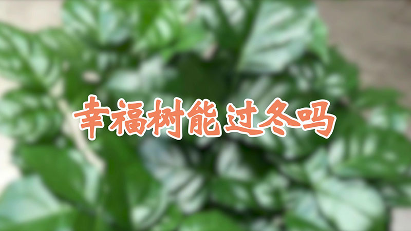 幸福树能过冬吗