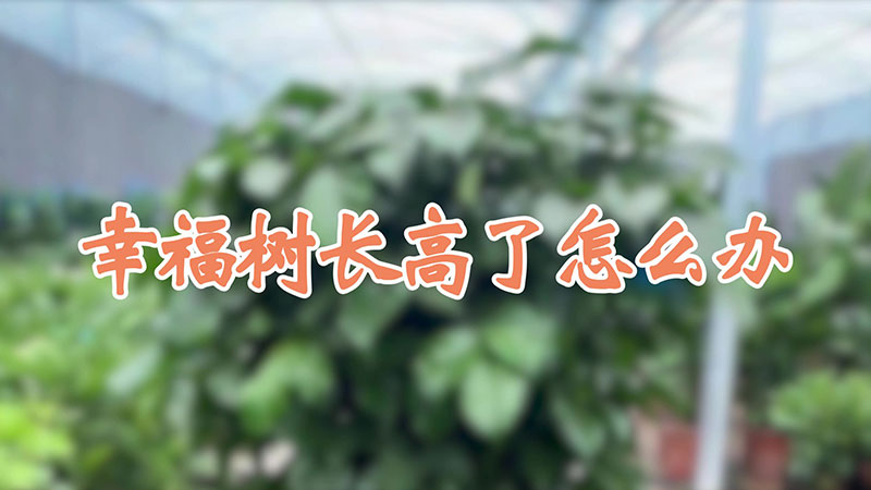 幸福树长高了怎么办