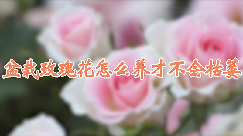 盆栽玫瑰花怎么养才不会枯萎