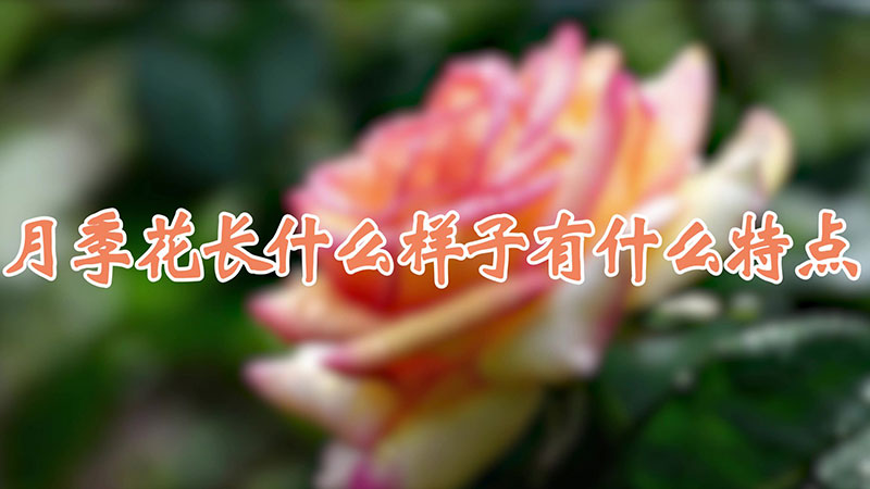 月季花长什么样子有什么特点