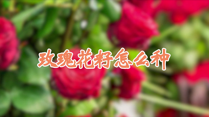 玫瑰花籽怎么种