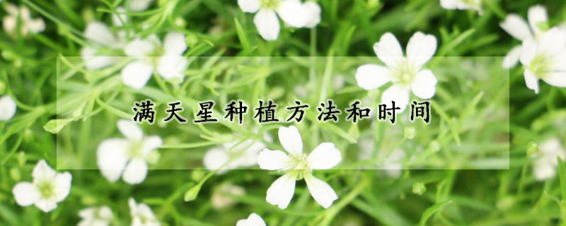 满天星种植方法和时间