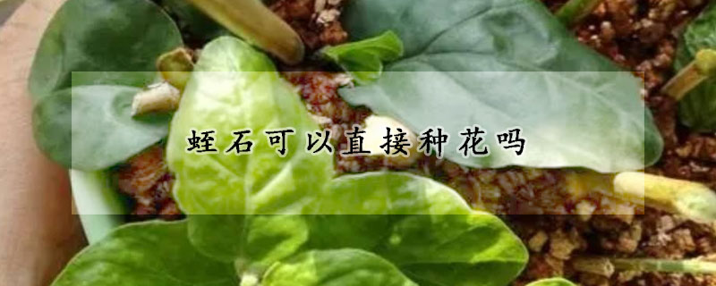 蛭石可以直接种花吗