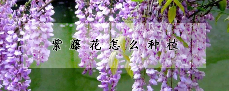 紫藤花怎么种植