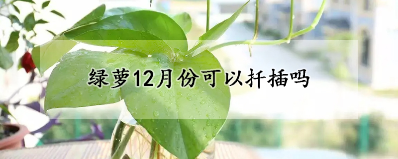 绿萝12月份可以扦插吗