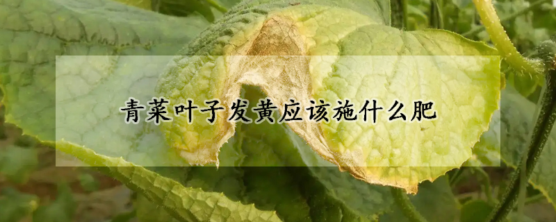 青菜叶子发黄应该施什么肥