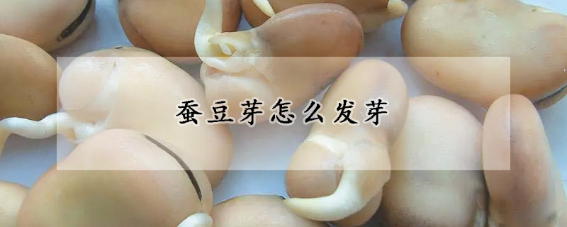 蚕豆芽怎么发芽