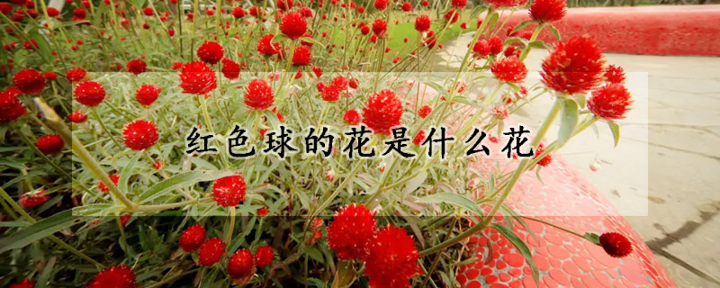 红色球的花是什么花