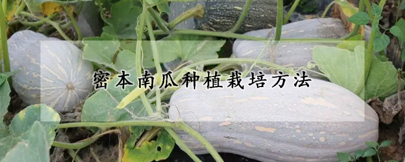 密本南瓜种植栽培方法