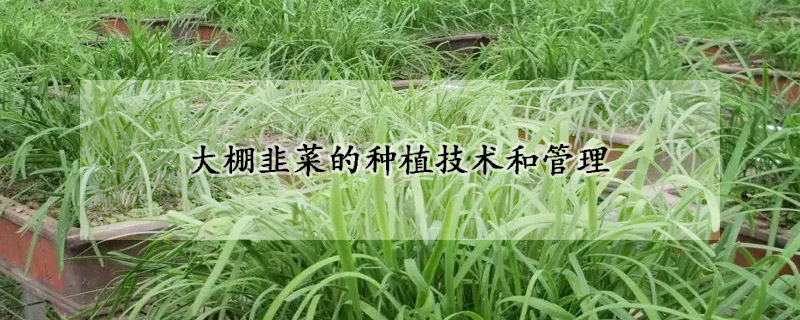 大棚韭菜的种植技术和管理