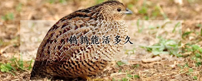 鹌鹑能活多久