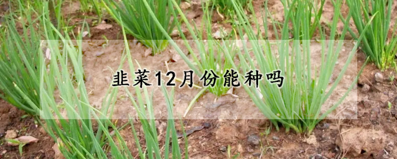 韭菜12月份能种吗