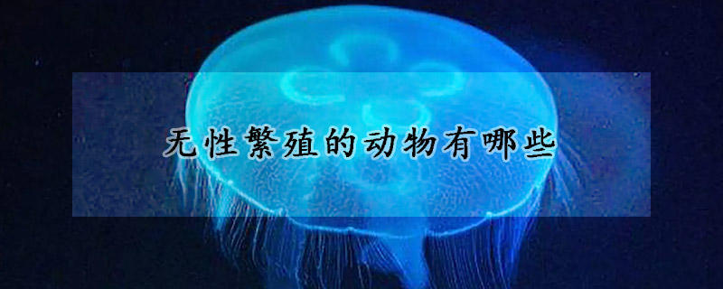 无性繁殖的动物有哪些
