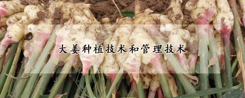 大姜种植技术和管理技术