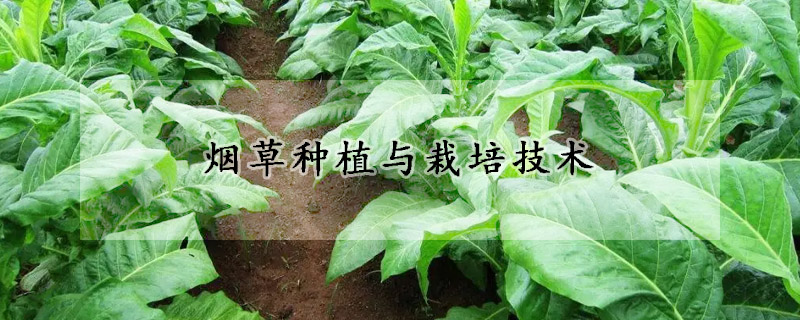 烟草种植与栽培技术