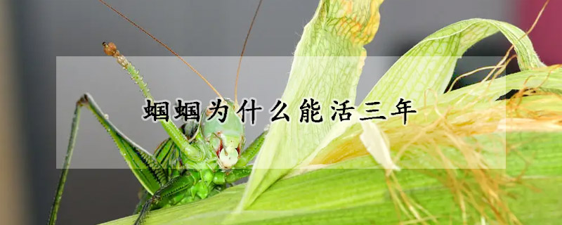 蝈蝈为什么能活三年