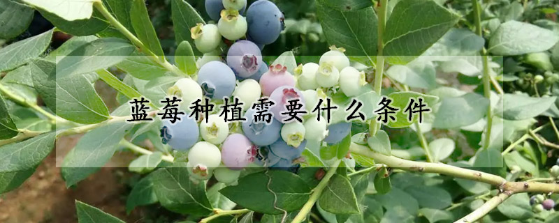 蓝莓种植需要什么条件