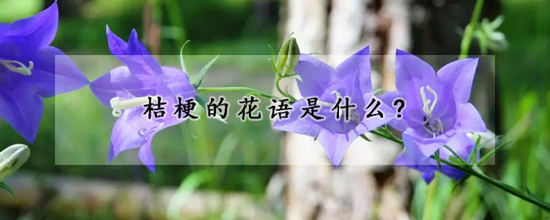 桔梗的花语是什么?