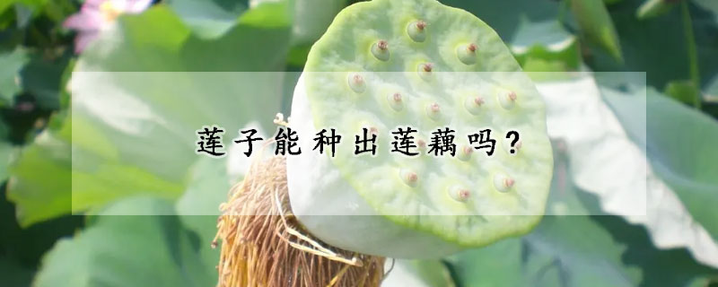 莲子能种出莲藕吗?