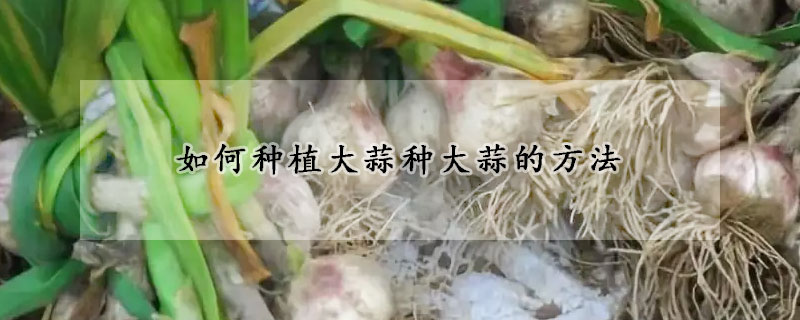 如何种植大蒜种大蒜的方法