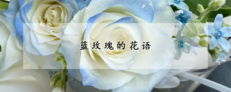 蓝玫瑰的花语