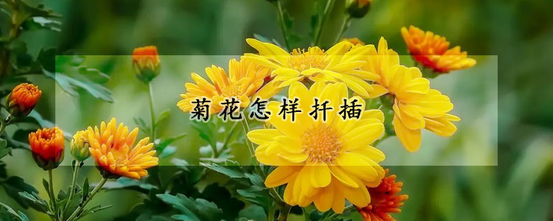 菊花怎样扦插