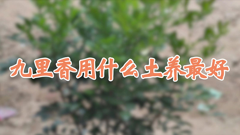 九里香用什么土养最好