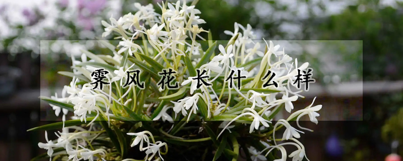 霁风花长什么样