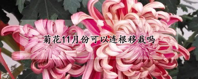 菊花11月份可以连根移栽吗