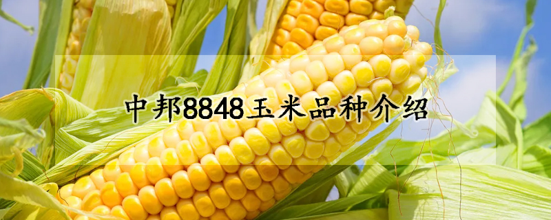 中邦8848玉米品种介绍