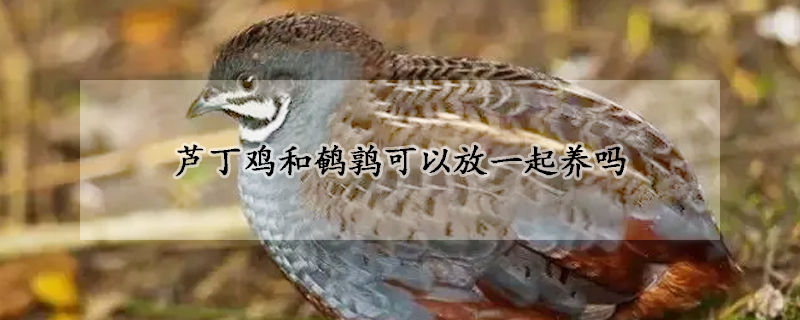芦丁鸡和鹌鹑可以放一起养吗