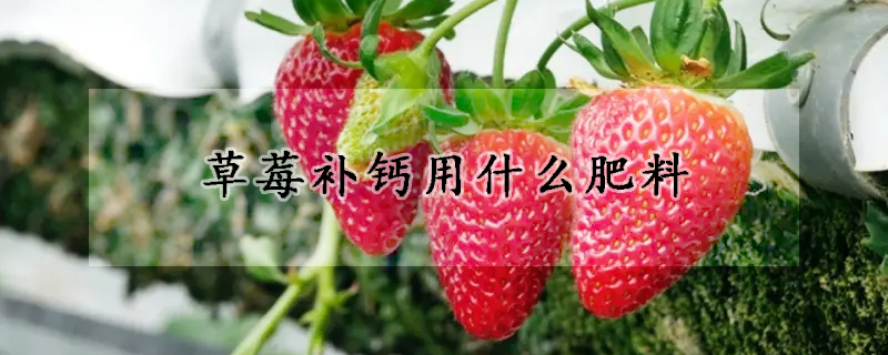 草莓补钙用什么肥料