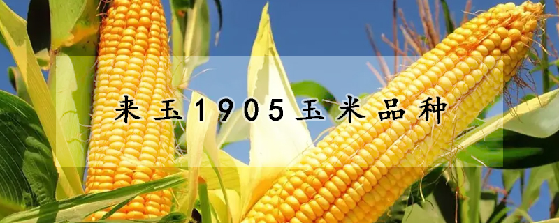 来玉1905玉米品种