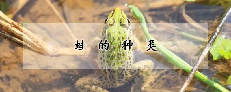 蛙的种类