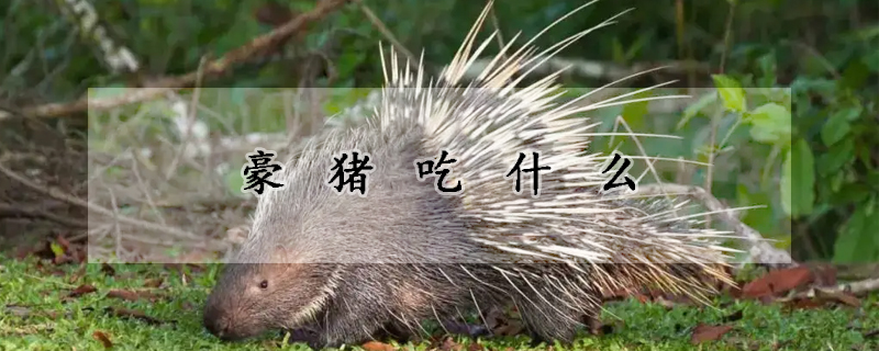 豪猪吃什么