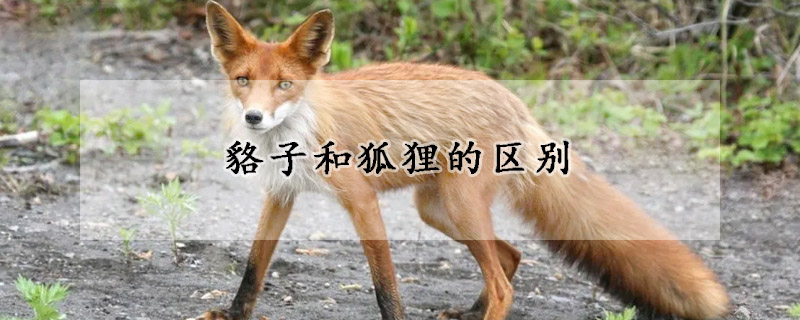 貉子和狐狸的区别