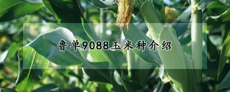 鲁单9088玉米种介绍