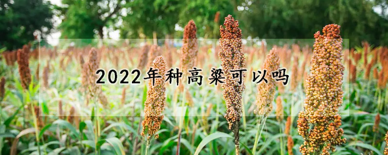 2022年种高粱可以吗